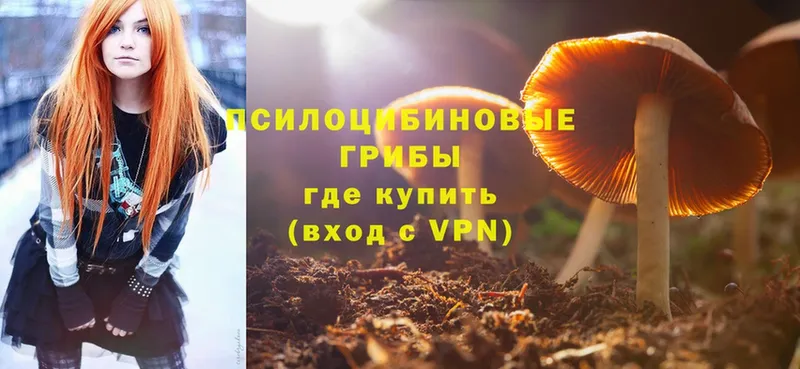 Галлюциногенные грибы GOLDEN TEACHER  где купить   Камбарка 